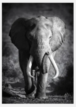 Black And White Elephant Canvastavla (30x40 cm)
