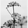 Black And White Flowers Canvastavla (30x40 cm)