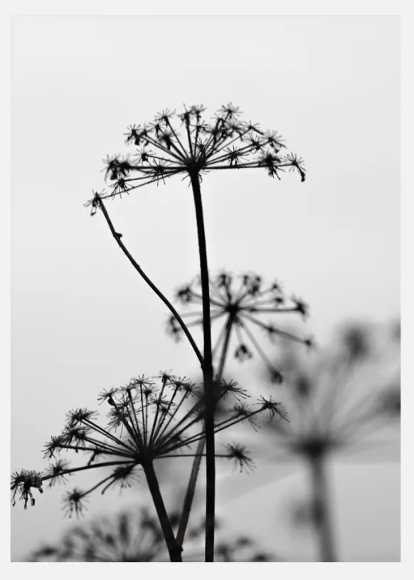 Black And White Flowers Canvastavla (30x40 cm)