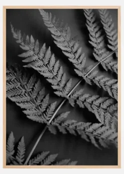 Black Fern Poster (21x29.7 cm (A4))