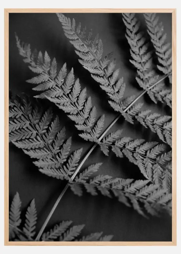 Black Fern Poster (21x29.7 cm (A4))