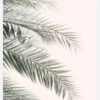 Blush Palm Leaves Canvastavla (30x40 cm)