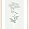 BOTANIC Poster (21x29.7 cm (A4))