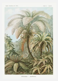 Botanicum Canvastavla (30x40 cm)