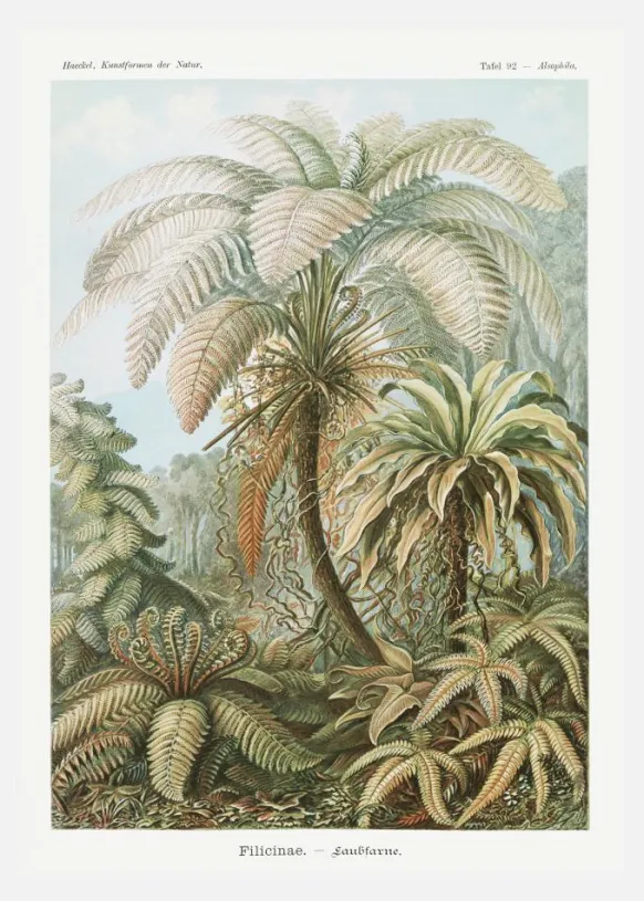 Botanicum Canvastavla (30x40 cm)