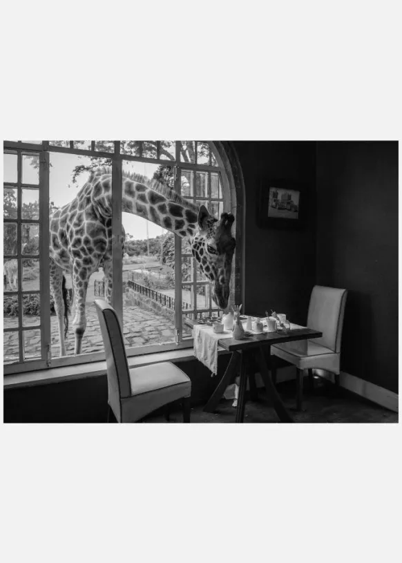 Breakfast Time Canvastavla (30x40 cm)
