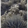 Cactus In Desert Canvastavla (30x40 cm)