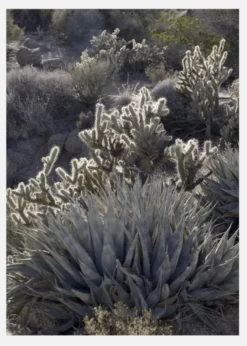 Cactus In Desert Canvastavla (30x40 cm)