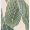 Calla Leaf Canvastavla (30x40 cm)