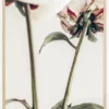 Calm Peony I Poster (21x29.7 cm (A4))