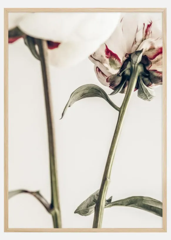 Calm Peony I Poster (21x29.7 cm (A4))