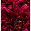 Cerise Flower Canvastavla (30x40 cm)