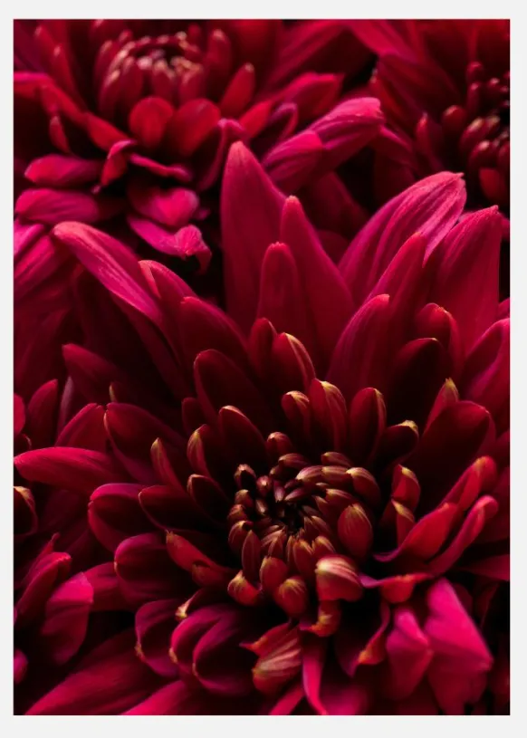 Cerise Flower Canvastavla (30x40 cm)