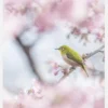 Cherry Blossom Color Canvastavla (30x40 cm)