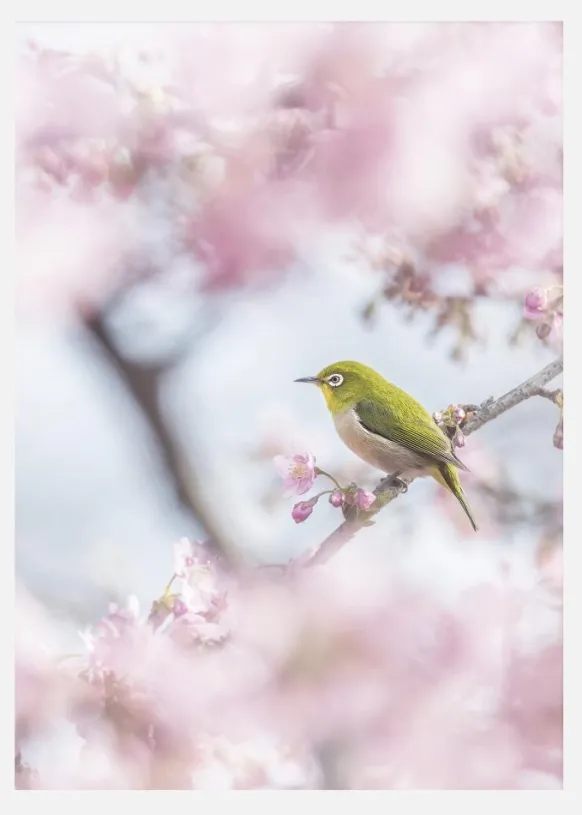 Cherry Blossom Color Canvastavla (30x40 cm)