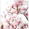 Cherry Trees Canvastavla (30x40 cm)