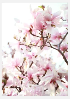 Cherry Trees Canvastavla (30x40 cm)