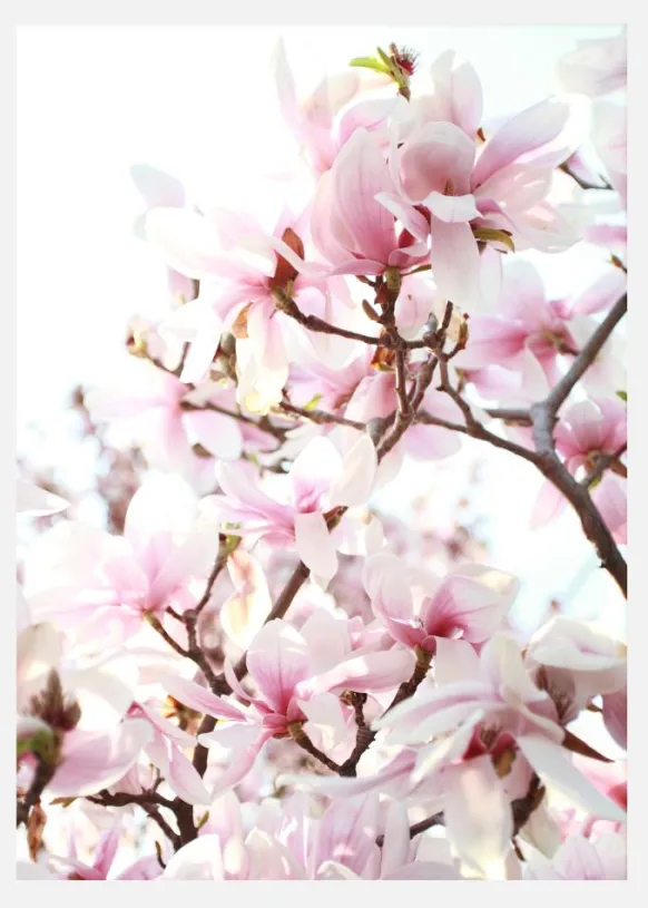 Cherry Trees Canvastavla (30x40 cm)