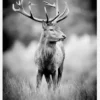 Deer With Horns Canvastavla (30x40 cm)