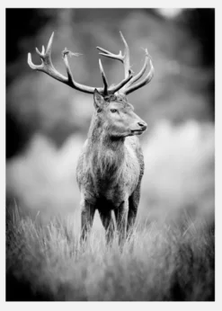 Deer With Horns Canvastavla (30x40 cm)