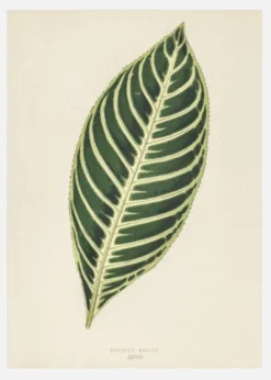Diefenbachia Canvastavla (30x40 cm)