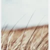 Dreamy Grass Canvastavla (30x40 cm)