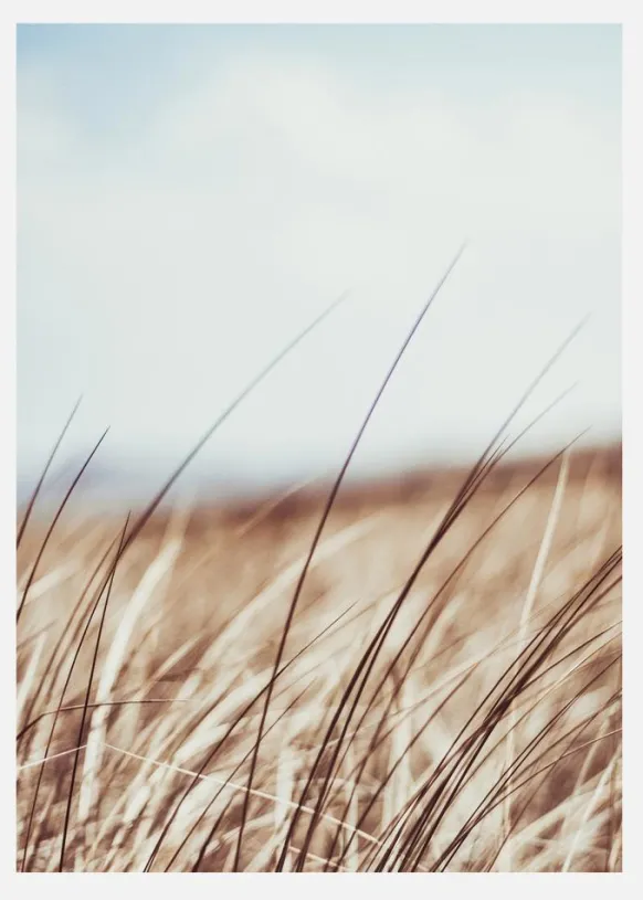 Dreamy Grass Canvastavla (30x40 cm)