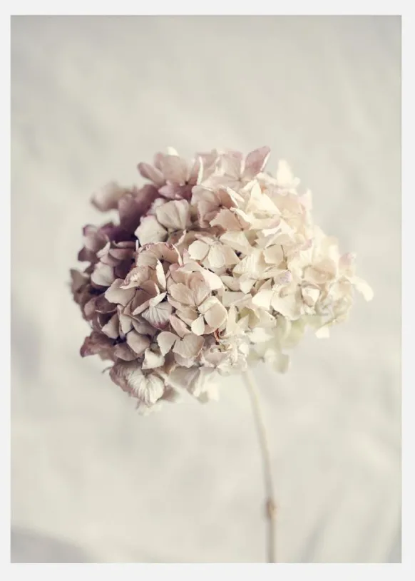 Dried Hydrangea Canvastavla (30x40 cm)