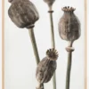 Dried 006 Poster (21x29.7 cm (A4))