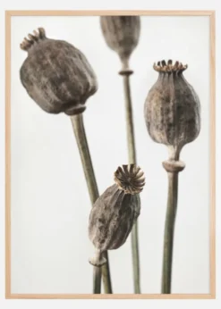 Dried 006 Poster (21x29.7 cm (A4))