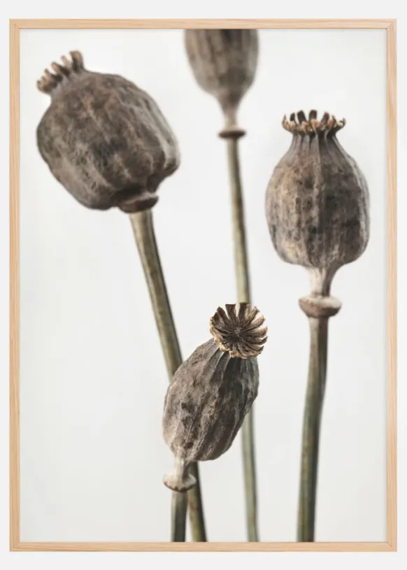 Dried 006 Poster (21x29.7 cm (A4))