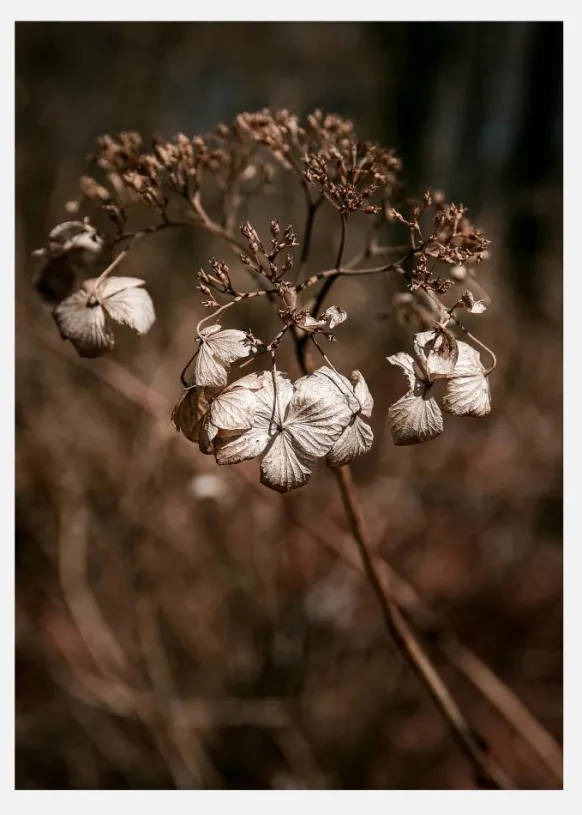 Dried Up Canvastavla (30x40 cm)