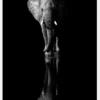 Elephant Canvastavla (30x40 cm)
