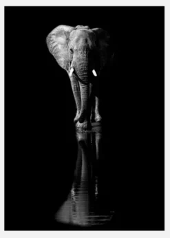 Elephant Canvastavla (30x40 cm)