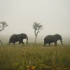 Elephant Walk Poster (21x29.7 cm (A4))