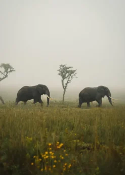 Elephant Walk Poster (21x29.7 cm (A4))