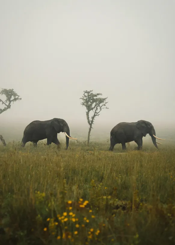 Elephant Walk Poster (21x29.7 cm (A4))