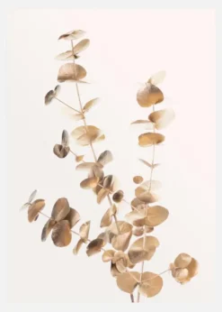 Eucalyptus Gold II Canvastavla (30x40 cm)
