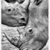 Face To Face Canvastavla (30x40 cm)