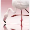 Flamingo Canvastavla (30x40 cm)