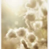 Fluffy Flowers Canvastavla (30x40 cm)