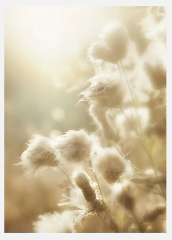 Fluffy Flowers Canvastavla (30x40 cm)