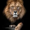 Focused Lion Color Poster (21x29.7 cm (A4))
