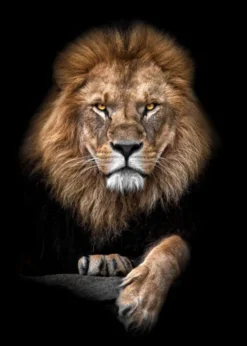 Focused Lion Color Poster (21x29.7 cm (A4))