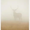 Ghost Stag Canvastavla (30x40 cm)