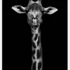 Giraffe Portrait Canvastavla (30x40 cm)
