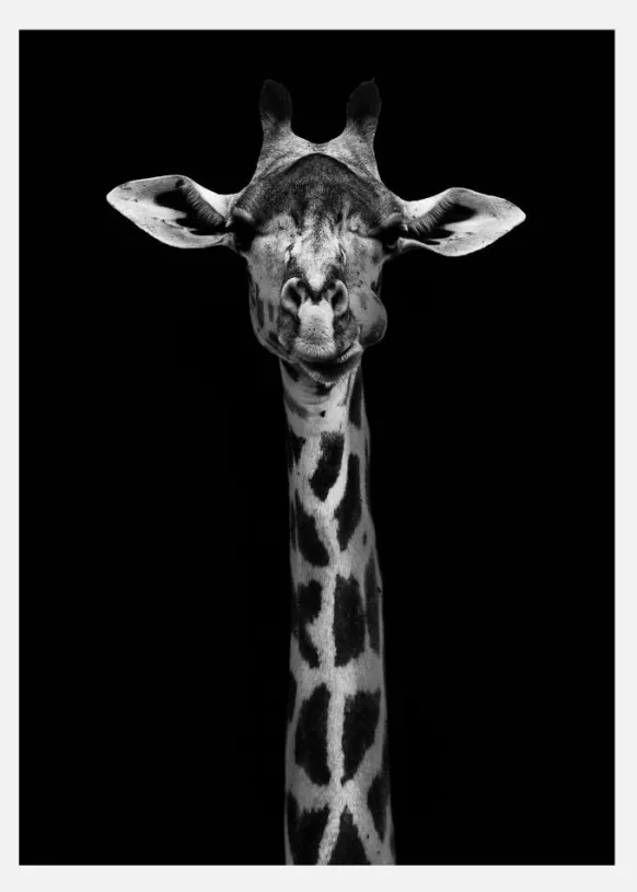 Giraffe Portrait Canvastavla (30x40 cm)