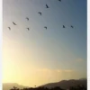 Goodbye Birds Canvastavla (30x40 cm)