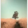 Grass And Path Canvastavla (30x40 cm)