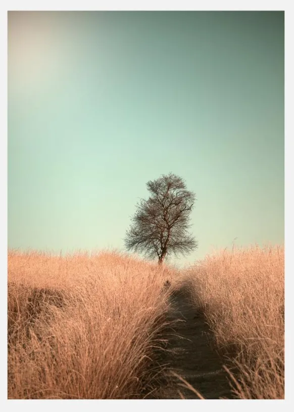 Grass And Path Canvastavla (30x40 cm)
